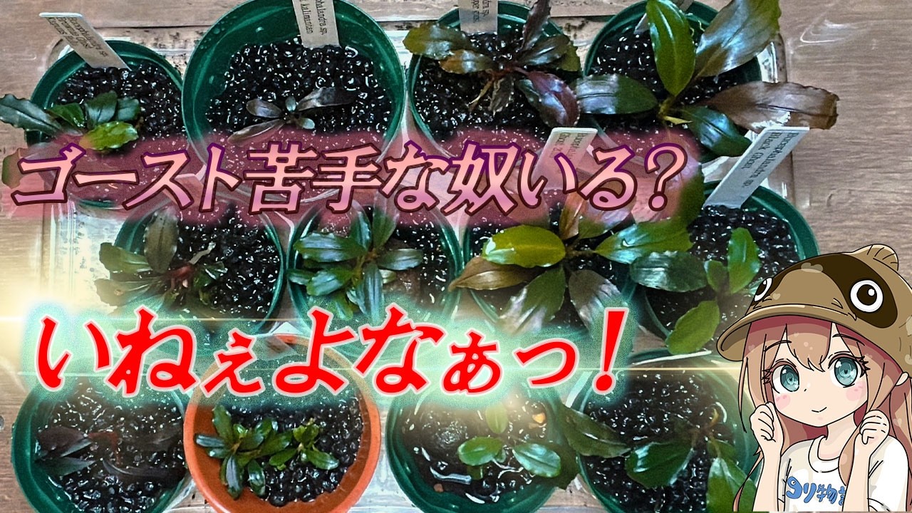 Special feature on Bucephalandra ghosts! We've compared and