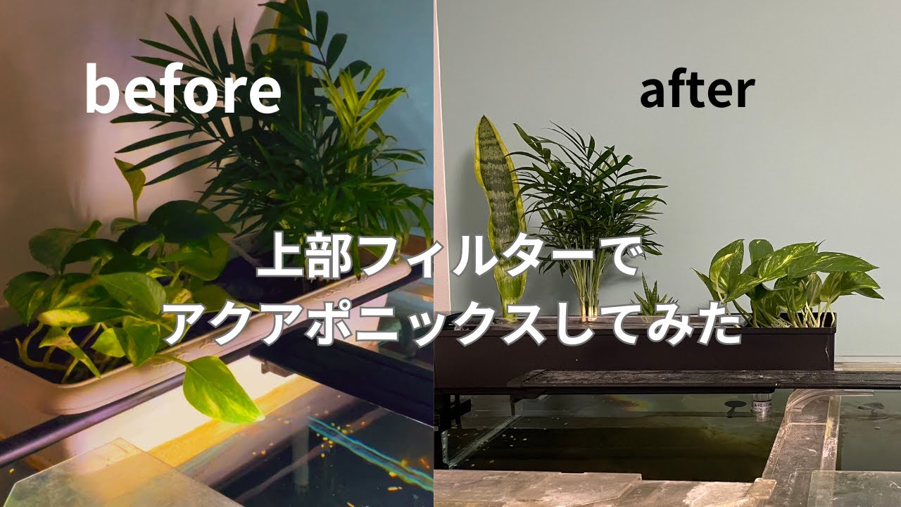 上部濾過式アクアポニックス水槽セット 自作】水槽で水耕栽培