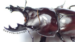 Unexplored rare species] Separating the cocoon of the Yaeyama