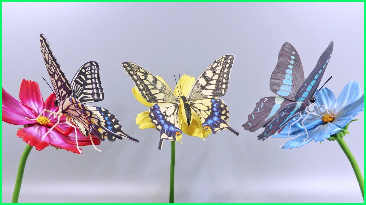 ミヤマカラスアゲハ☆いきもの大図鑑アドバンス アゲハチョウ