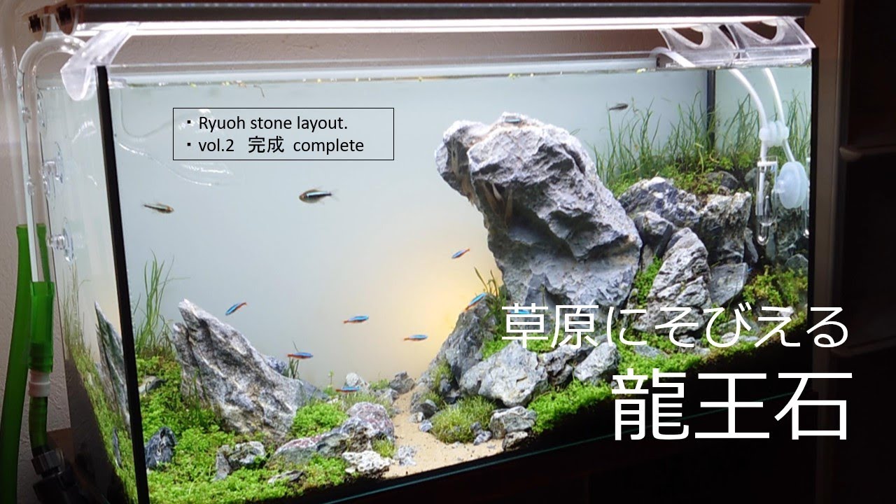 水槽、水槽台、龍王石、流木セット