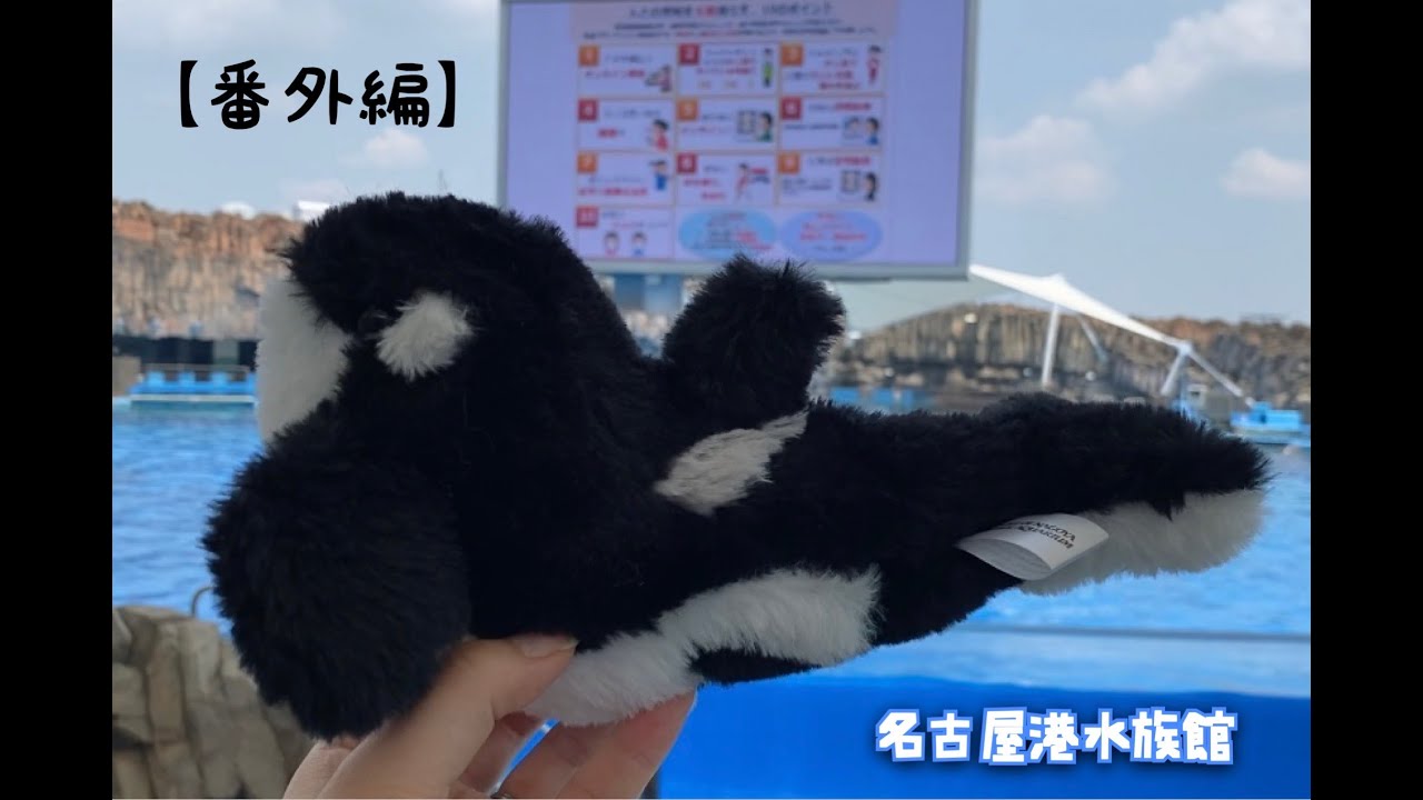 名古屋港水族館 くじ 特賞 シャチ ぬいぐるみ Amazon.co.jp: 名古屋港
