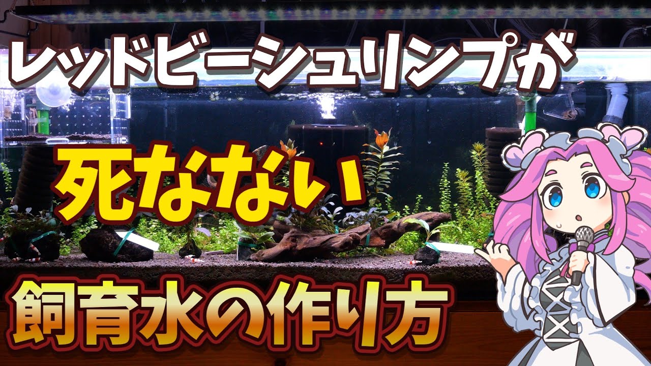 How to create a paradise-like water environment for Red Cherry