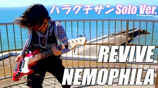 nemophila ハラグチサン ピック Ibanez】NEMOPHILA（ネモフィラ）の