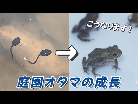 オタマジャクシの成長【足立区生物園】 - YouTube