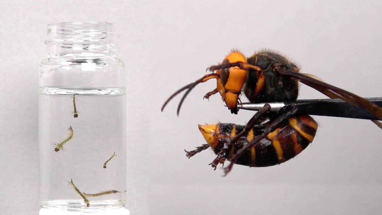 60mm程】コメツキムシの幼虫 ハチスズメバチハムシフンチュウオサムシ