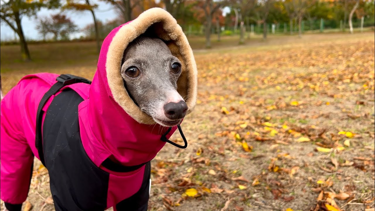 犬服】あったか洋服(ボンバーヒートジャケット) - YouTube