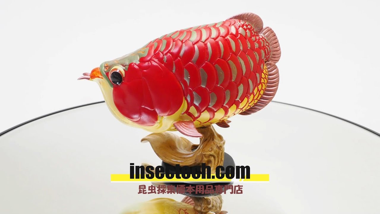動物の惑星】アジアアロワナ（紅龍）フィギュア - 昆虫採集・昆虫標本