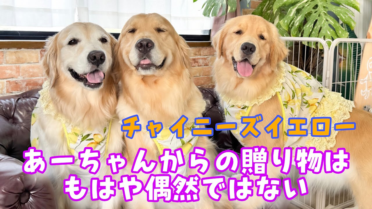 メタボな黃トラさんとダックスのカップル、揚げものが好き！