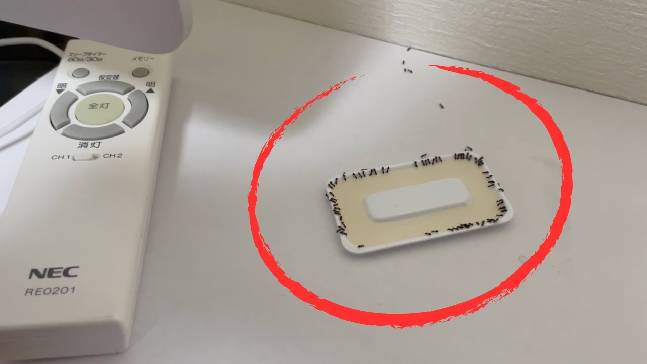 部屋を歩くアリを退治する！ - YouTube