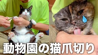 When I clipped the nails of the cats I work with at the zoo, their