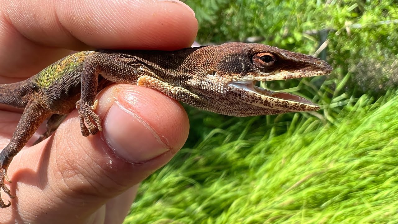3282 外国切手 ココス諸島 1969年 島の野生生物 貝 鳥 12種完 3282
