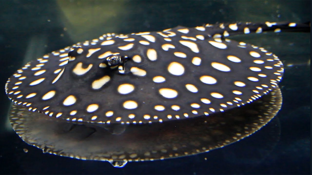 淡水エイ 剥製本物 熱帯魚 ダイヤモンドポルカ ダイヤモンドポルカ