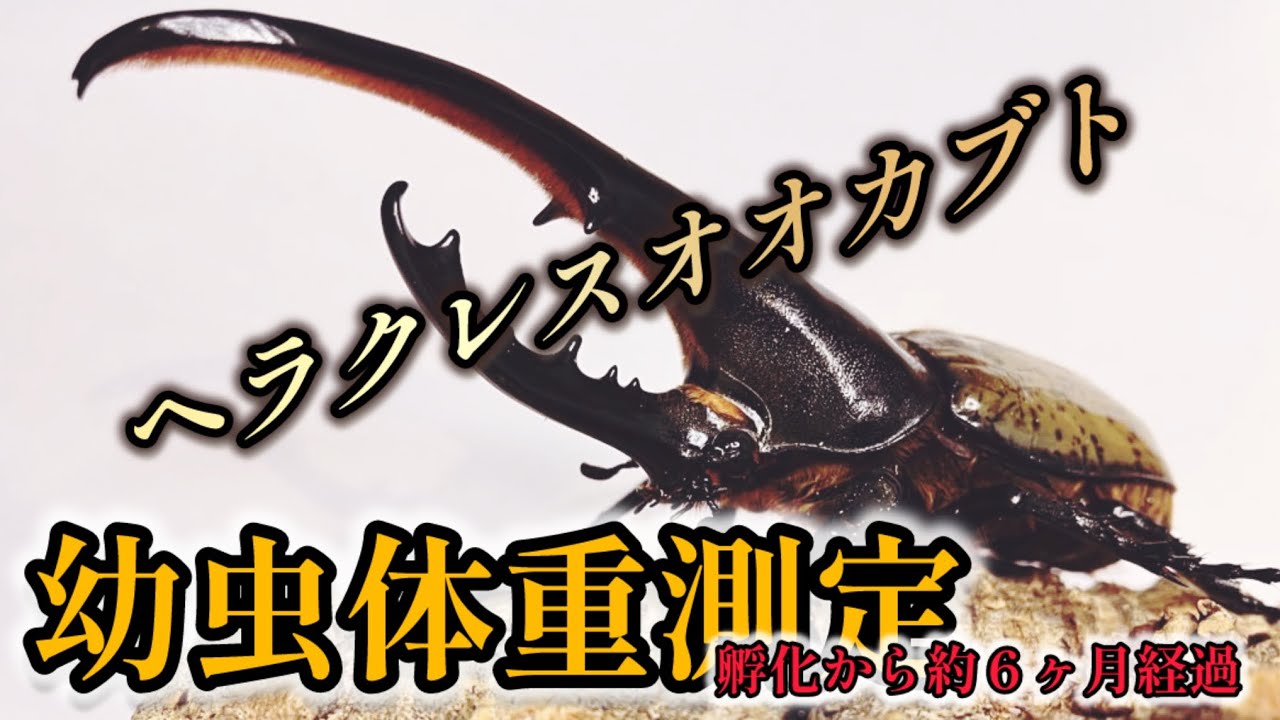 I put a Hercules beetle in the soil and after 500 days, a giant