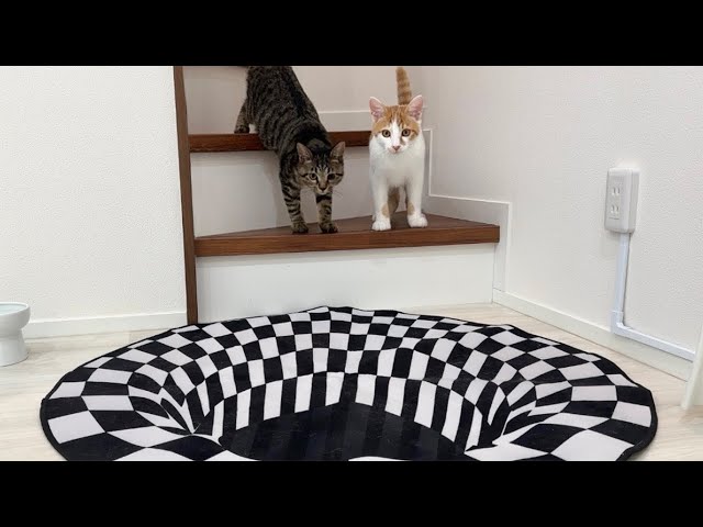 もちまる日記 もち様 アクリルスタンド カードスタンド 202307052333 I