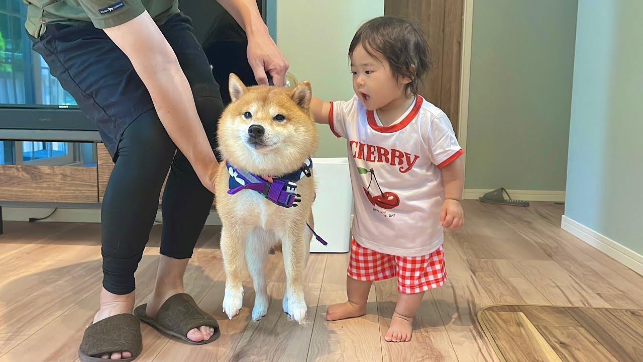 勘違いした1歳児に想定外の扱いを受ける豆柴 - YouTube