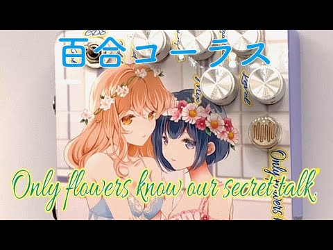 Brilliant lily flower chorus 