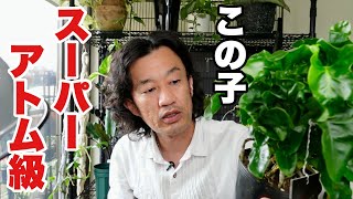 めんくん様 コウ様 やっ君さま 専用 専用 Motokun様 ZX｜製品紹介