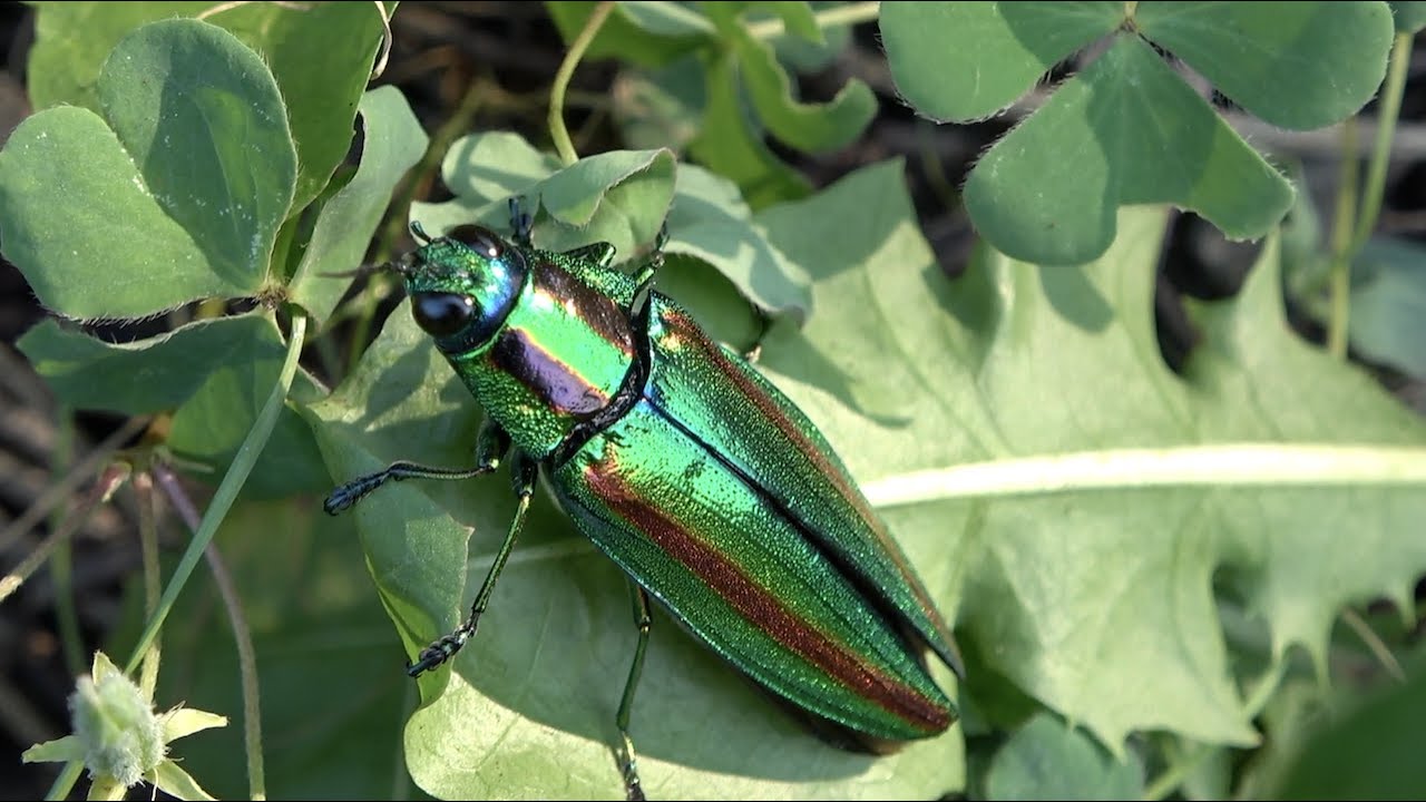 Capture the world's most beautiful insect 