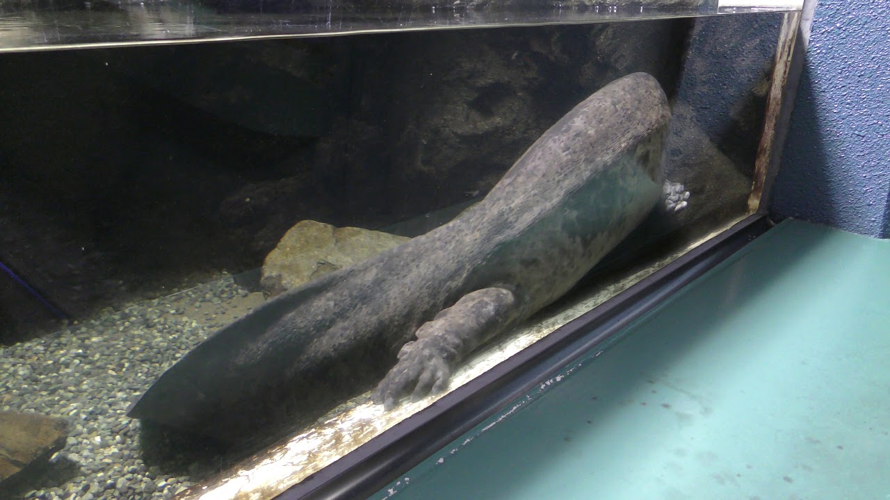 Chinese giant salamander (Saitama Aquarium, Saitama, Japan