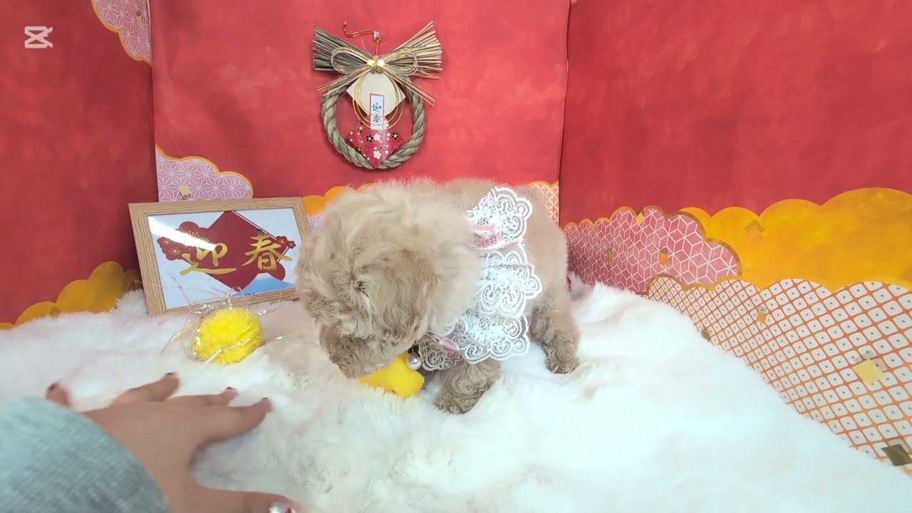 トイプードル - YouTube