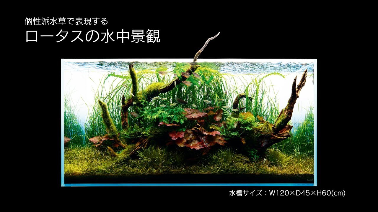 ADAview] 個性派水草で表現する ロータスの水中景観 を公開しました