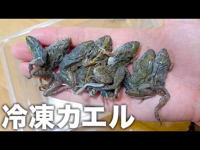 Feeding frozen frogs to various snakes yields surprising results