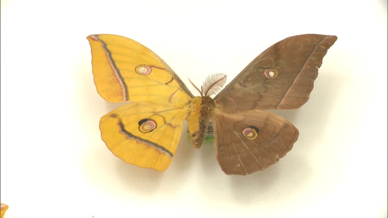 限定セール，定番人気 イザベラミズアオ ♀