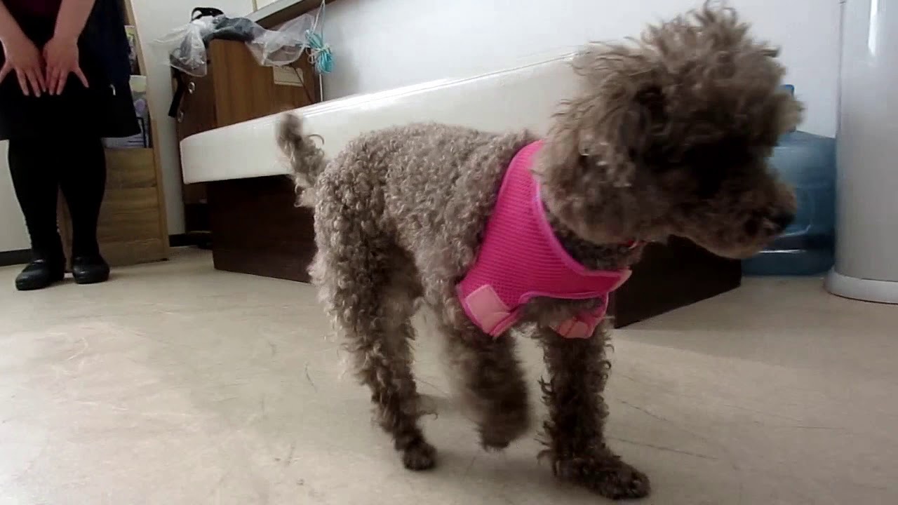 ホールドショルダー - オリジナル製品 - 株式会社松本義肢製作所