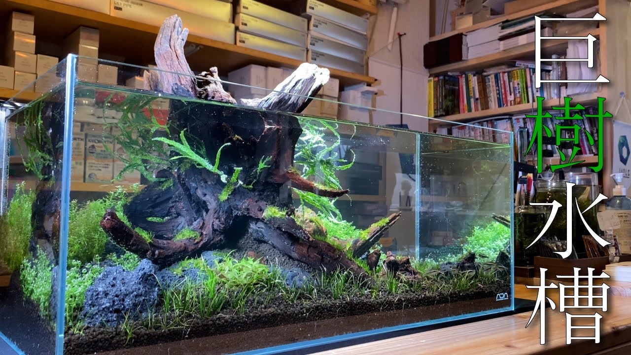 60cm水槽用流木、レイアウト