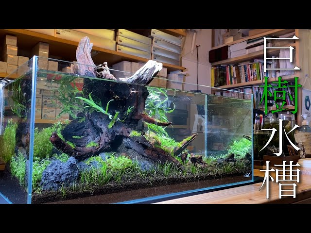 60cm-Low水槽】巨大流木と11種の水草でレイアウト立ち上げ in地球#21