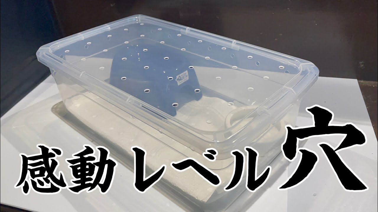 NEWアイテムを使ってダイソーシューズケースで飼育ケージを作ってみ