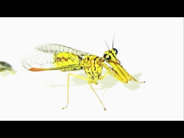 まとめ売りのみ‼️】だんごむし すずめばち かまきり 多数