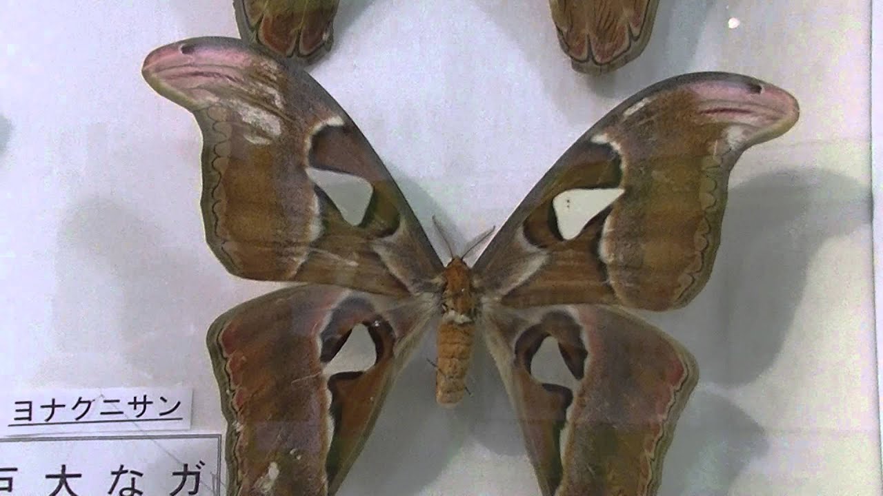 巨大なガ（ヨナグニサン）：Attacus atlas (The Atlas Moth) - YouTube
