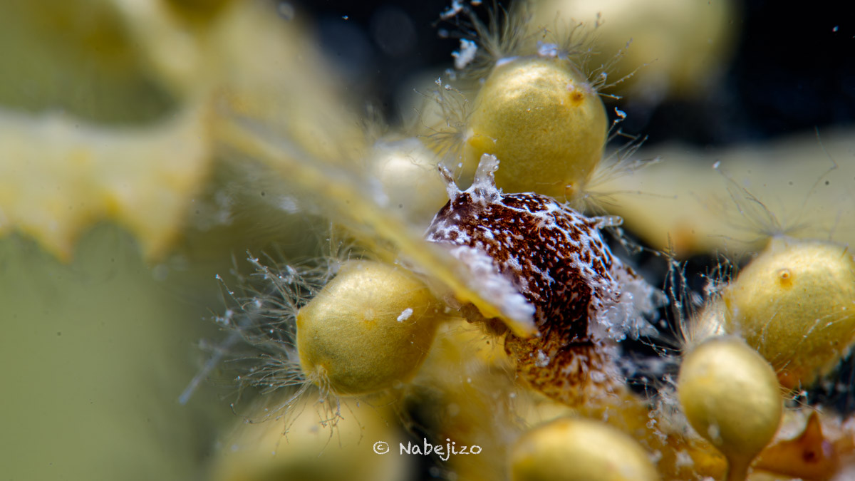 ディスクリプション 2026年1月31日のダイビングで遭遇した、タイ湾初