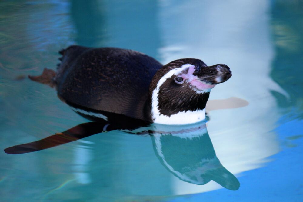 ペンギンってどんな生き物？ | いきふぉめーしょん