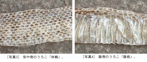 アオダイショウ抜け殻 アオダイショウ抜け殻 アオダイショウの抜け殻