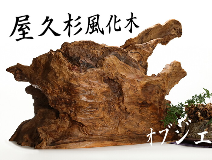 世界遺産屋久杉 芝実作 天然木オブジェくりぬき壺 屋久島 和 美木目 土