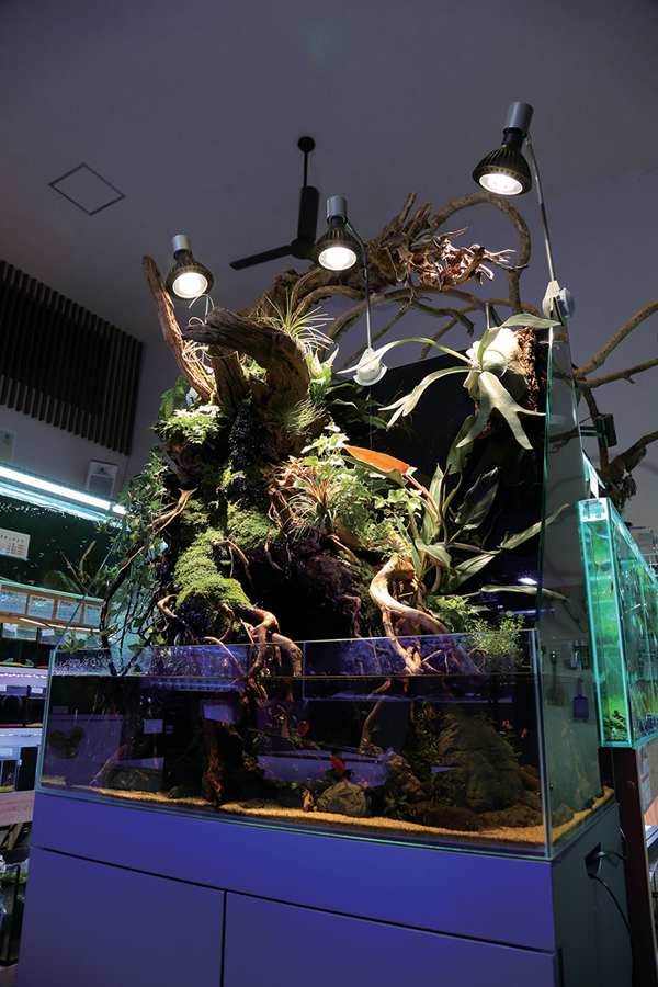 京セラ CERAPHIC いきもの電球 5000K(昼白色) アクアテイラーズ