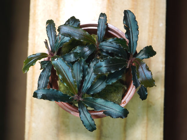 トロピカ ブセファランドラ クダガン 1ポット アクアテイラーズ