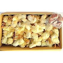 Amazon.co.jp: フクロウ・タカ・ハヤブサ等の餌 冷凍ヒヨコ6Kg約150羽