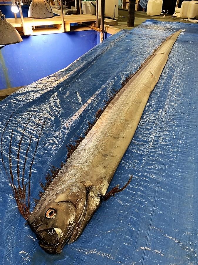 激レア深海魚】リュウグウノツカイ幼魚 液浸標本 激レア深海魚