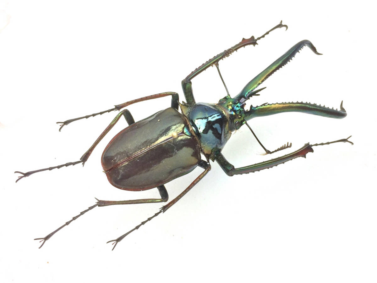 コガシラクワガタ ホロメタリクス 標本 チリクワガタ/コガシラクワガタ
