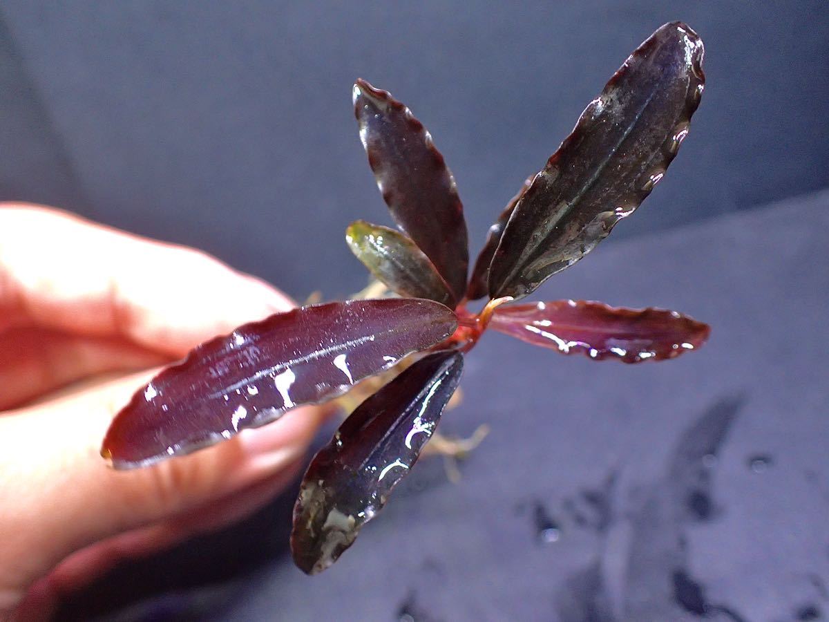 ブセファランドラブラウニーゴーストカリマンタン水中葉