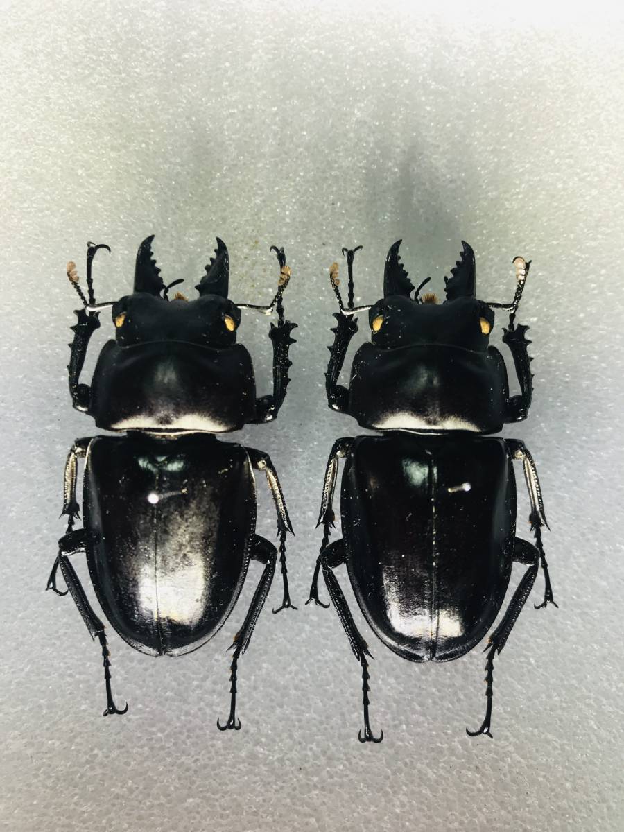 奄美大島産アマミマルバネクワガタ 野外品標本 奄美大島産アマミ