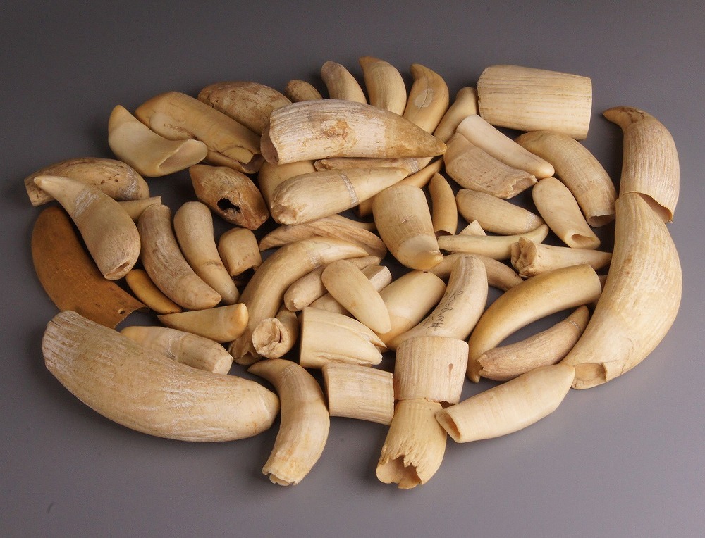 鯨歯 マッコウクジラ 牙玉 15.5㎜ 鯨歯 マッコウクジラ 牙玉 約15.5