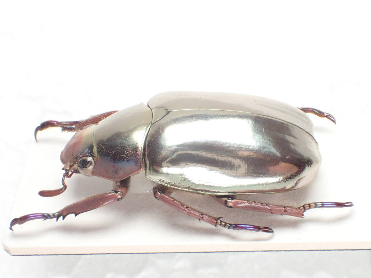 スーパーレア！クリサルギアプラチナコガネレッド！ スーパーレア