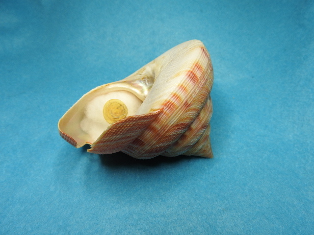 ベニオキナエビス 貝殻 ベニオキナエビスガイ 貝標本 貝殻 標本 ベニ
