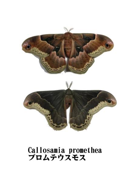 美品！ セクロピアサン メス 蛾 標本 美品！ セクロピアサン メス 蛾