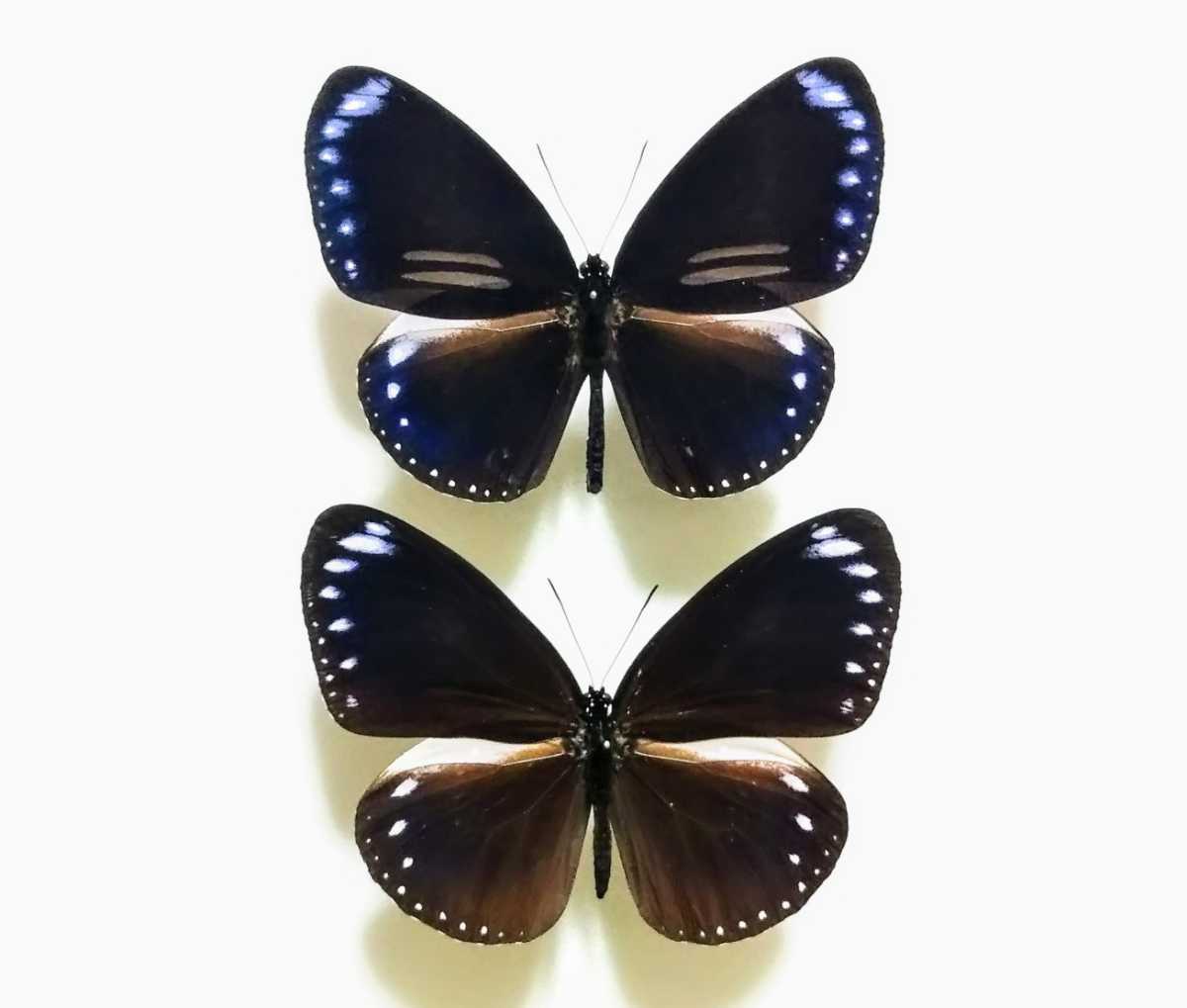 蝶標本 オオカバマダラ各種 リルマダラ亜属 産地別コレクション研究用